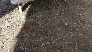 Un banco de madera en un jardín con un muro de ladrillos blancos al fondo.