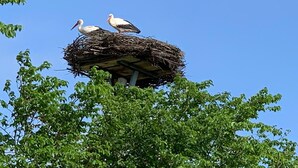 A large bird nest with two birds perched on top, surrounded by lush green foliage. - Hof Eckhorst, Apartment Baltic Sea (Güby)