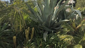 Un jardin où l’on trouve différentes espèces de plantes, notamment des agaves et des cactus, un chemin en béton et, au fond, un bâtiment surmonté d’un toit rouge.