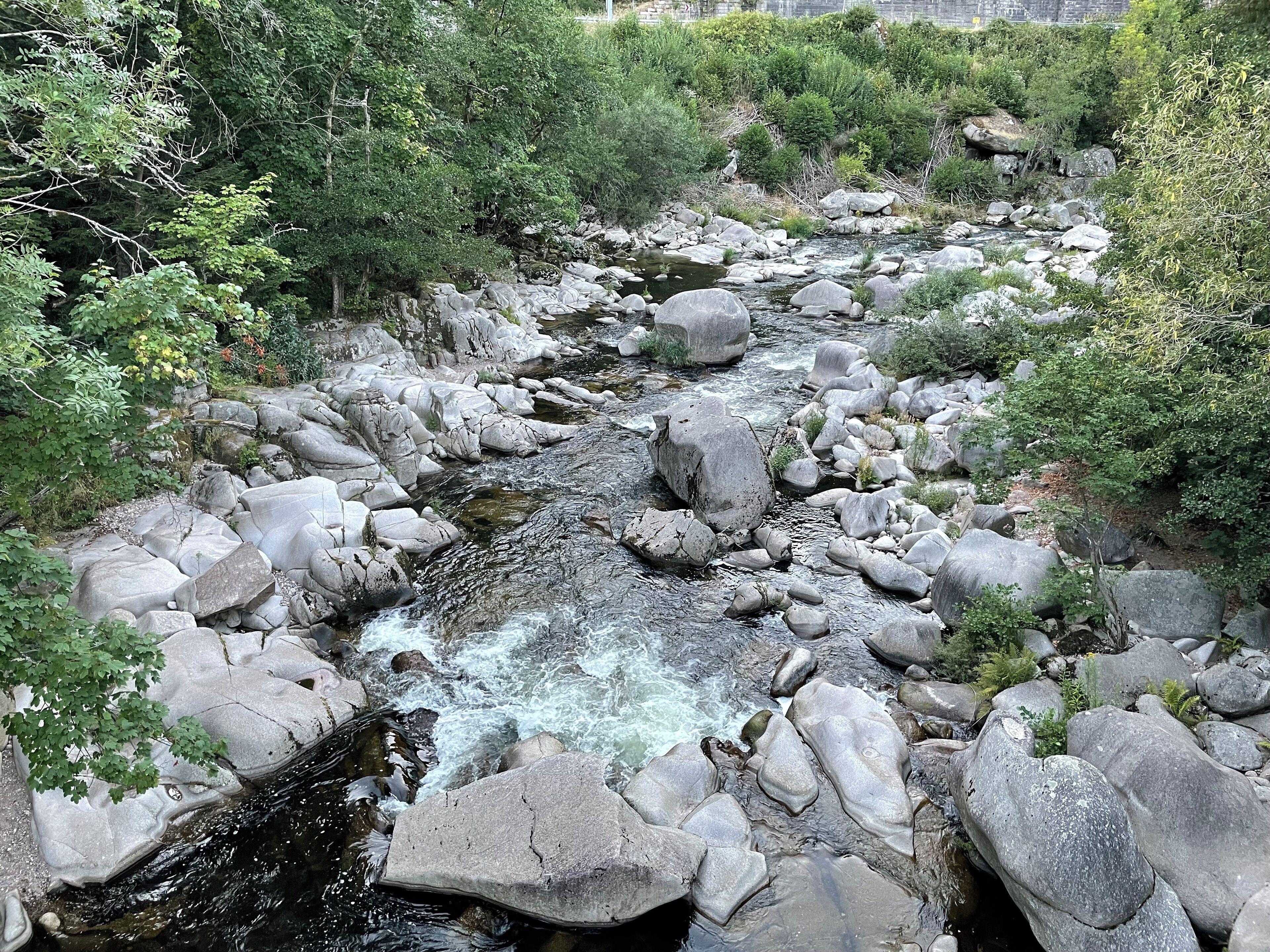 A rocky stream surrounded by dense greenery.