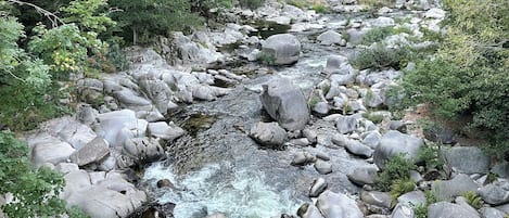 A rocky stream surrounded by dense greenery.