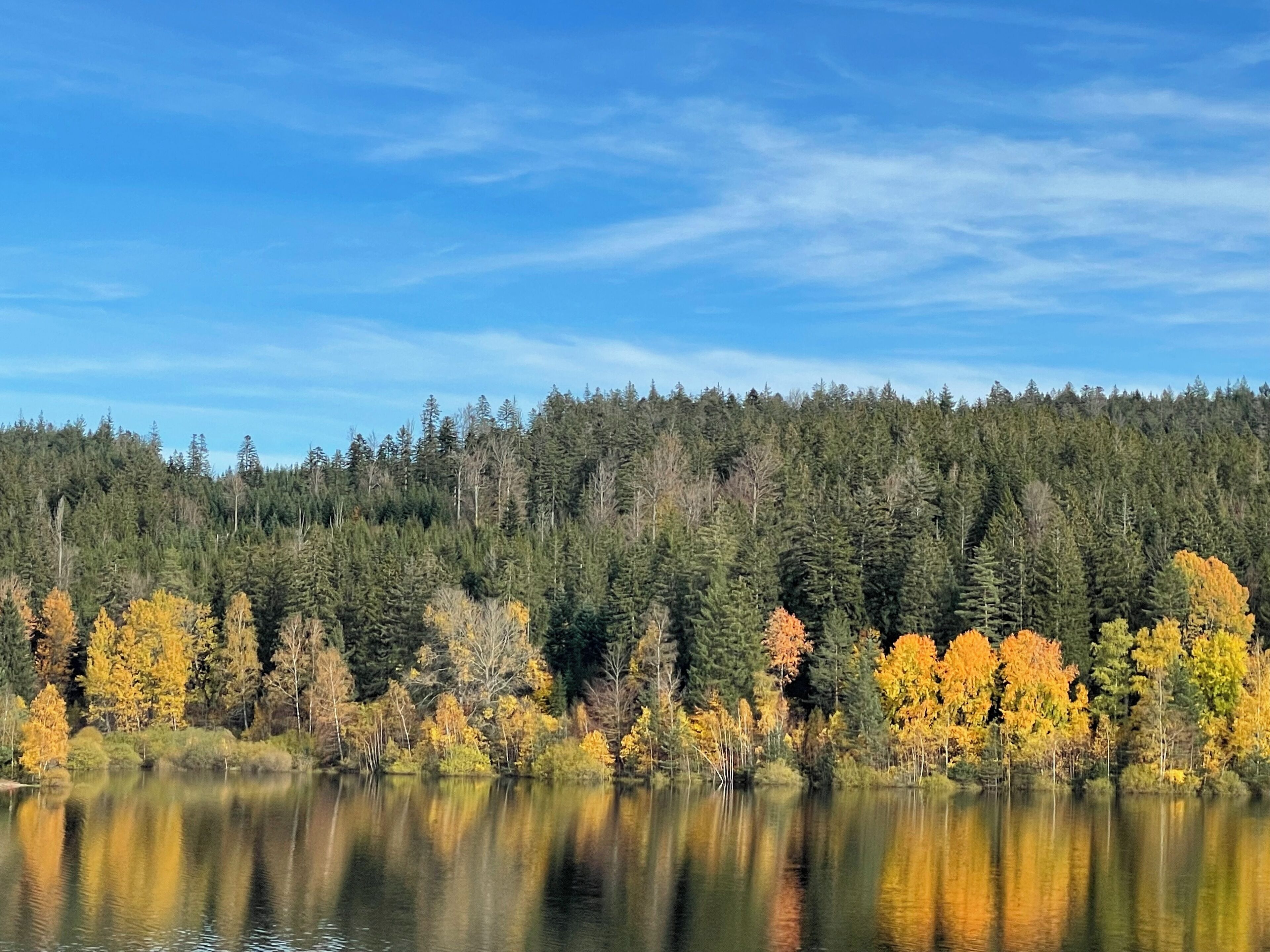 Un lago tranquilo con un bosque denso y follaje otoñal al fondo.