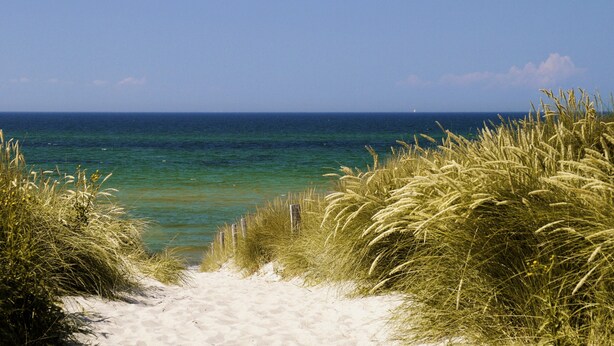 Ein Sandweg am Strand, gesäumt von hohem Gras, führt zum Meer.