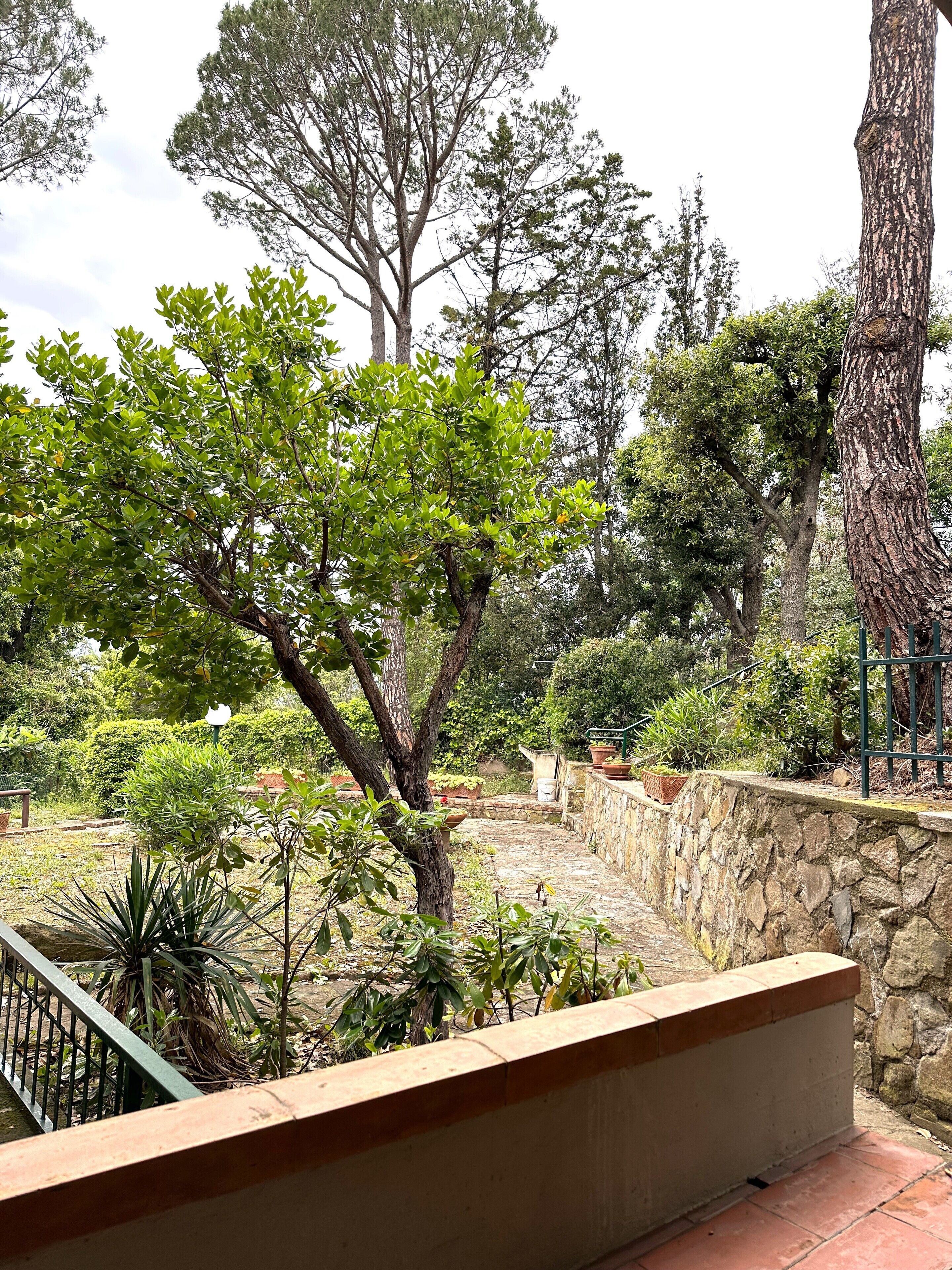 A stone pathway leading through a garden with various plants and trees.