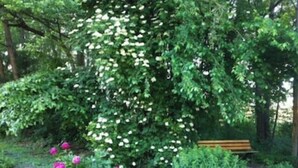 Un jardín con un banco, un árbol en flor y una planta en maceta.