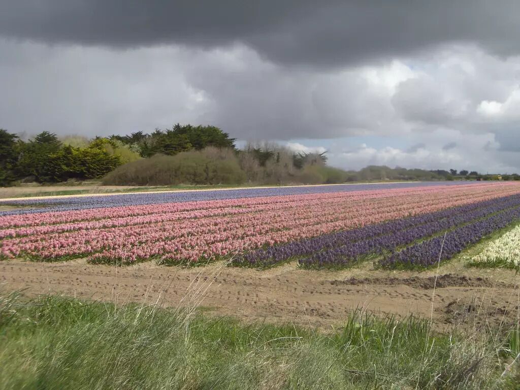 A field of flowers with a forest in the background under a cloudy sky.