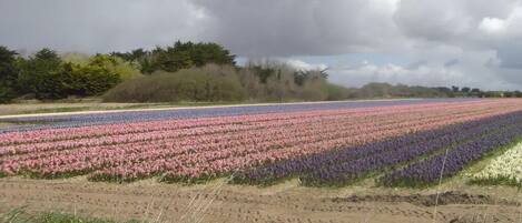 A field of flowers with a forest in the background under a cloudy sky.