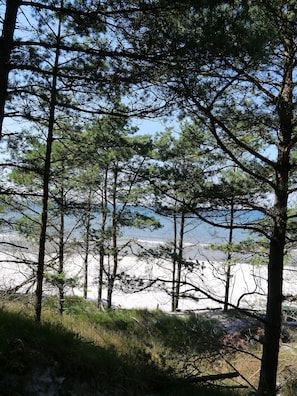 A forested area with tall pine trees and a sandy beach in the background. - Family apartment - 450m from the sandy beach, with 2 bedrooms (Rowy)