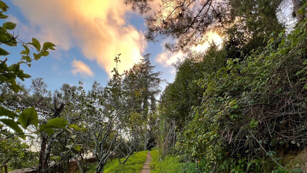 A pathway through a lush green area with dense foliage on both sides. - Guincho. Location, beach, forest, comfort, 360º views. (Alcabideche)