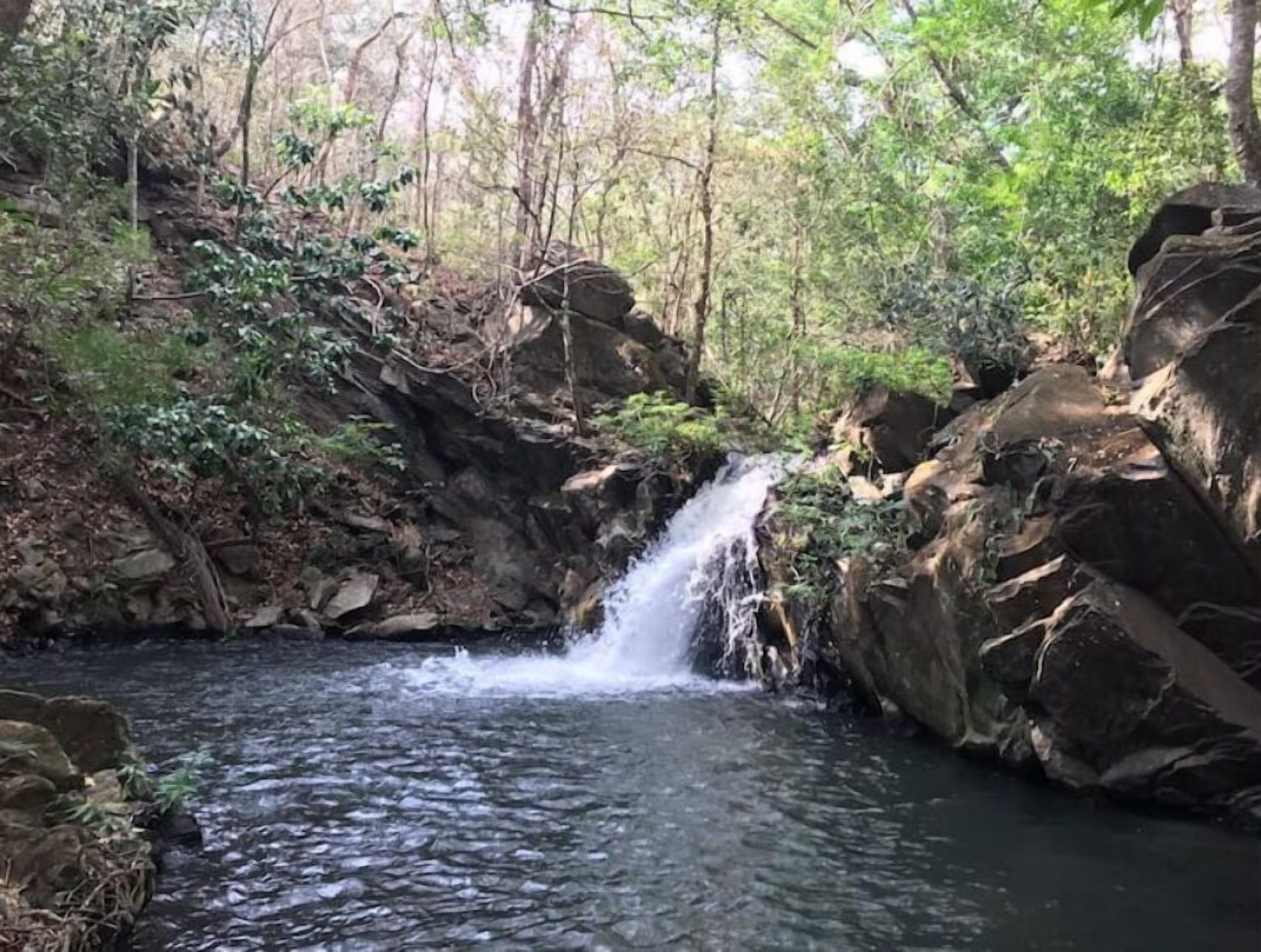 Una cascada natural en un área boscosa con rocas y vegetación alrededor del agua.