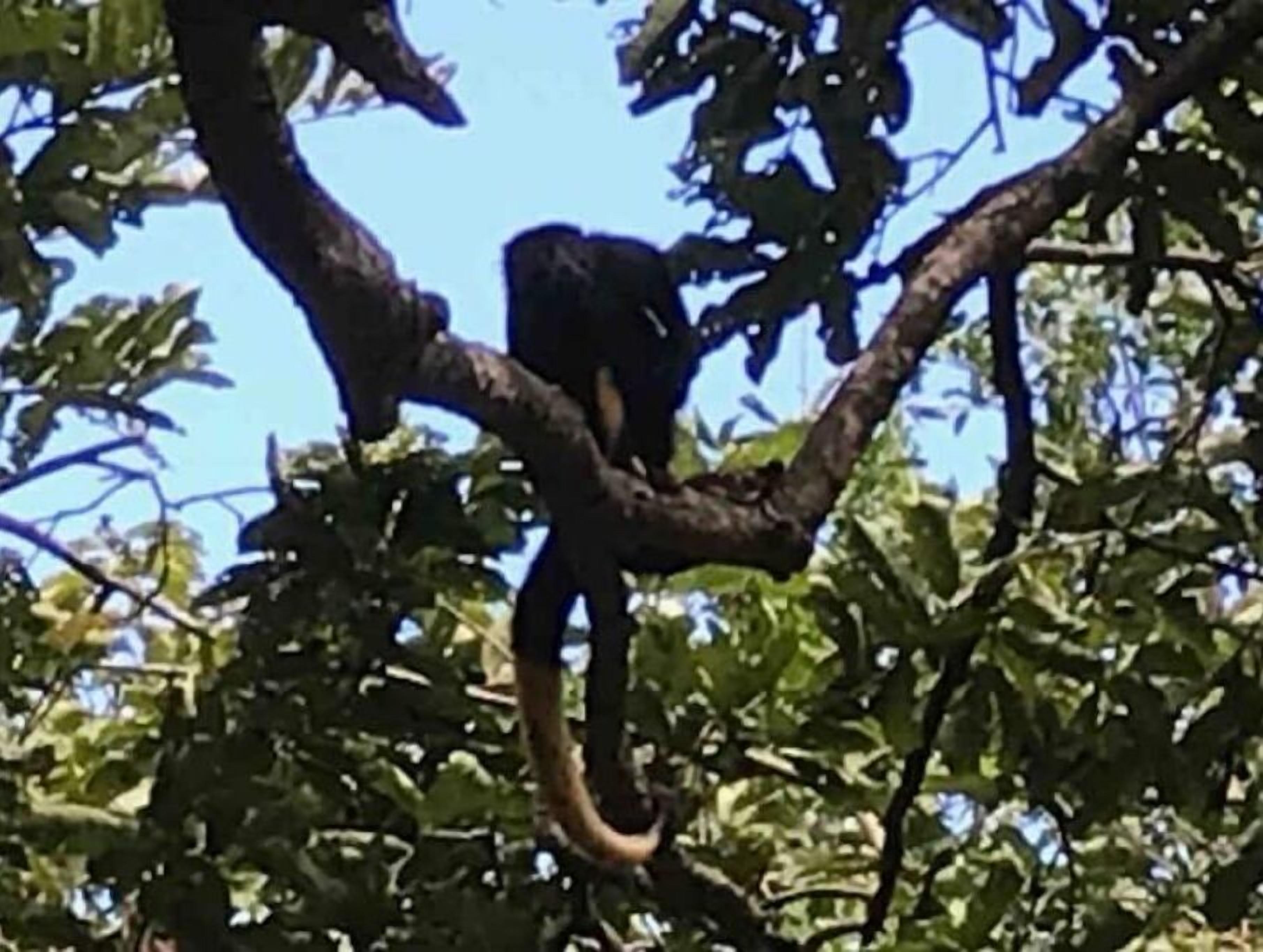 Una rama con una serpiente enrollada.