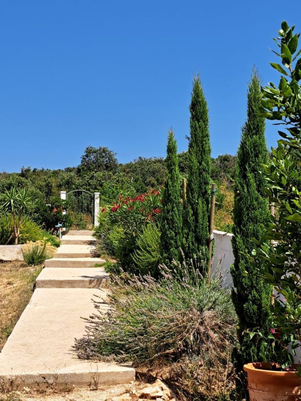 A pathway leading through a garden with various plants and a tall coniferous tree.