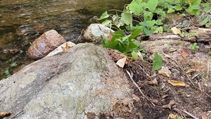 Un arroyo en un bosque con rocas y vegetación.