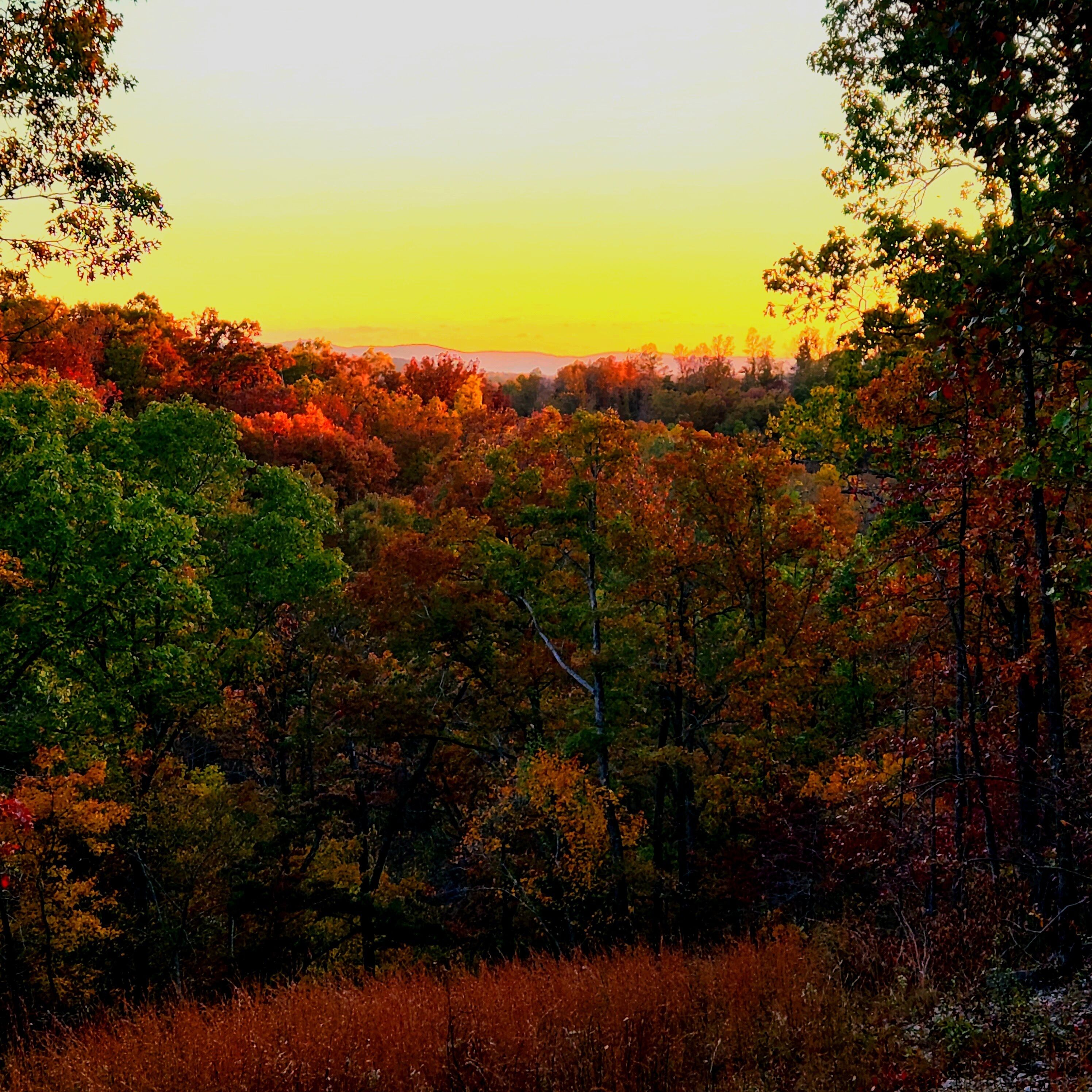 A forested landscape with a sunset.