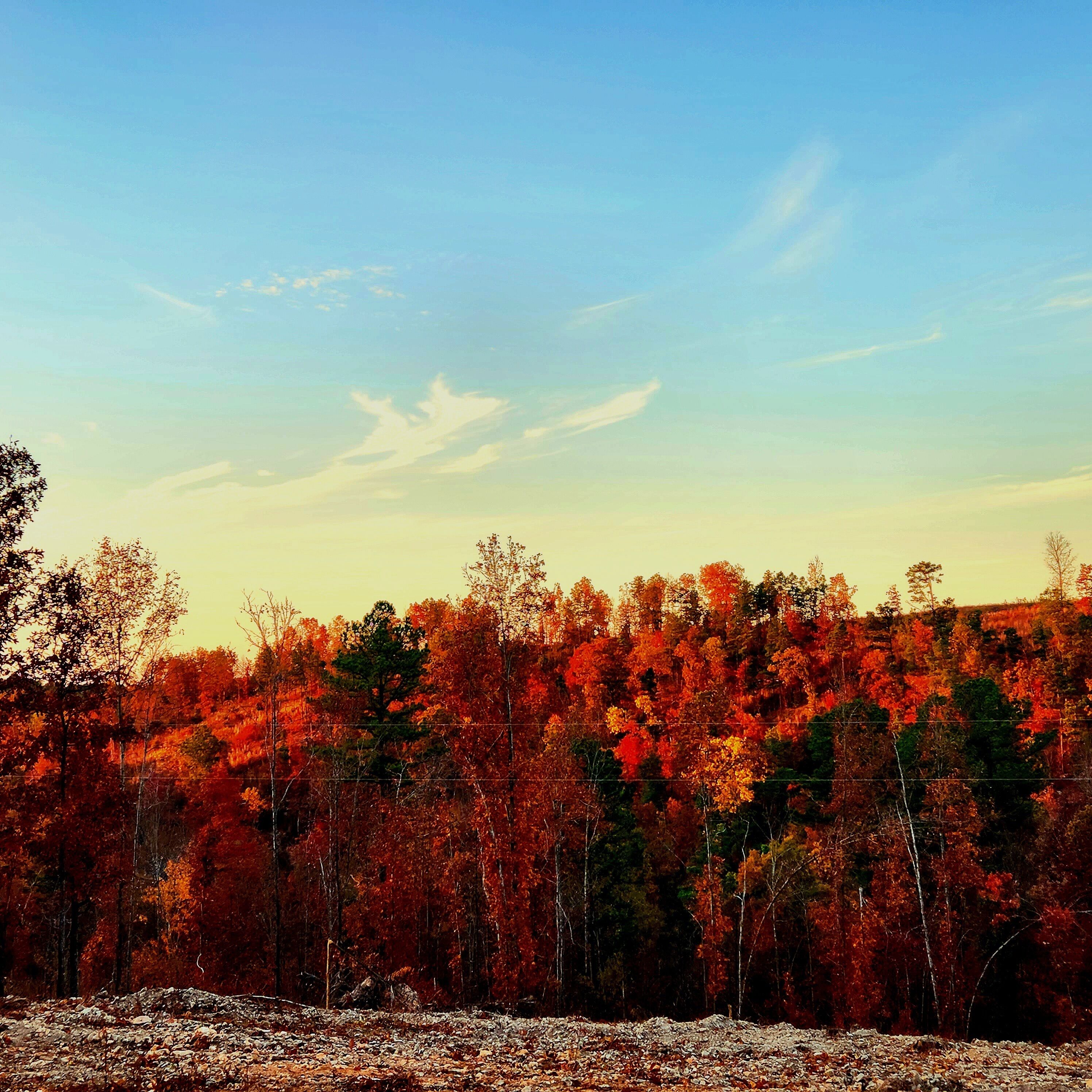 A forest with autumn foliage and a clear sky.
