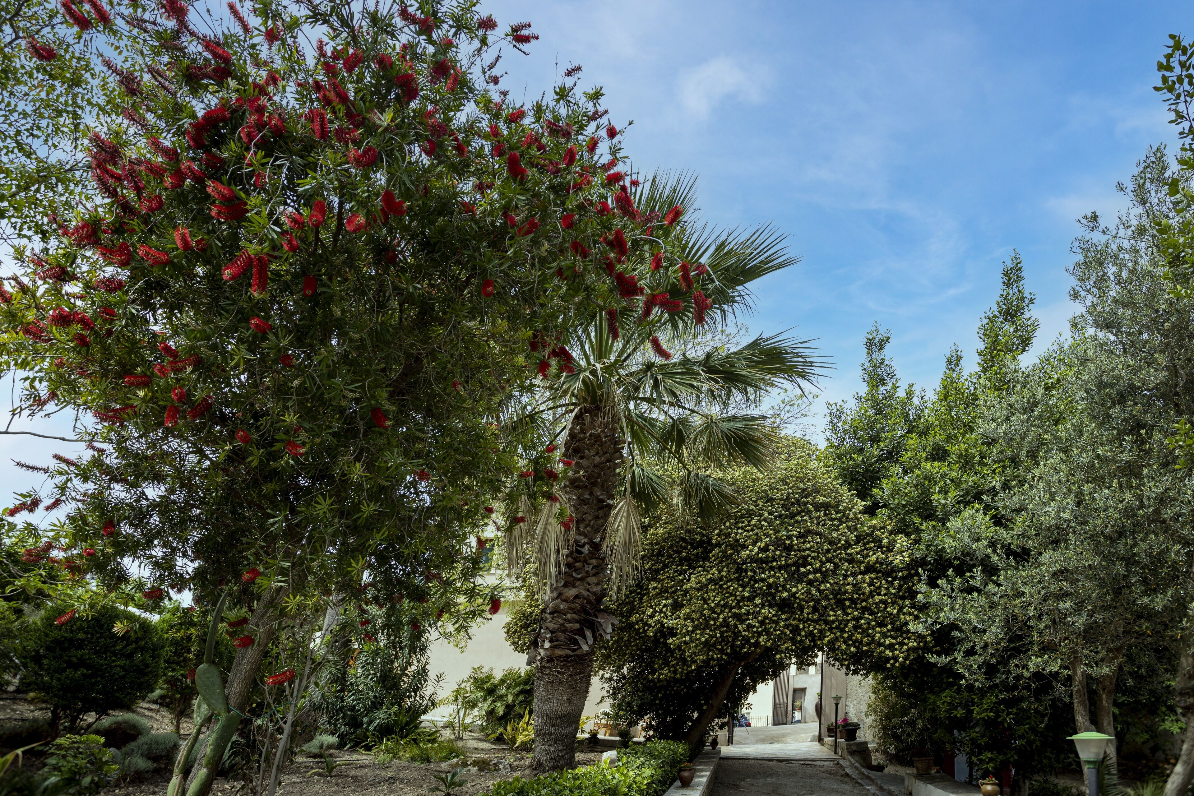 A garden with various plants and trees, including a palm tree and a tree with red flowers.
