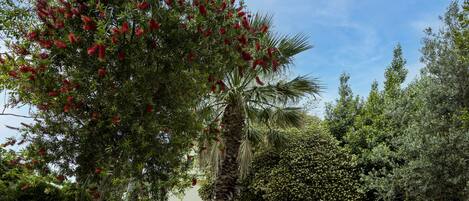 A garden with various plants and trees, including a palm tree and a tree with red flowers.