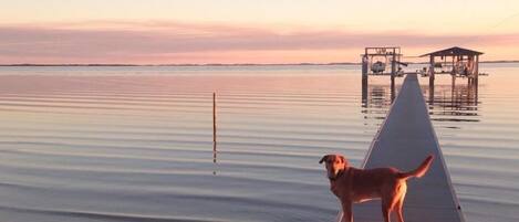 Animali ammessi