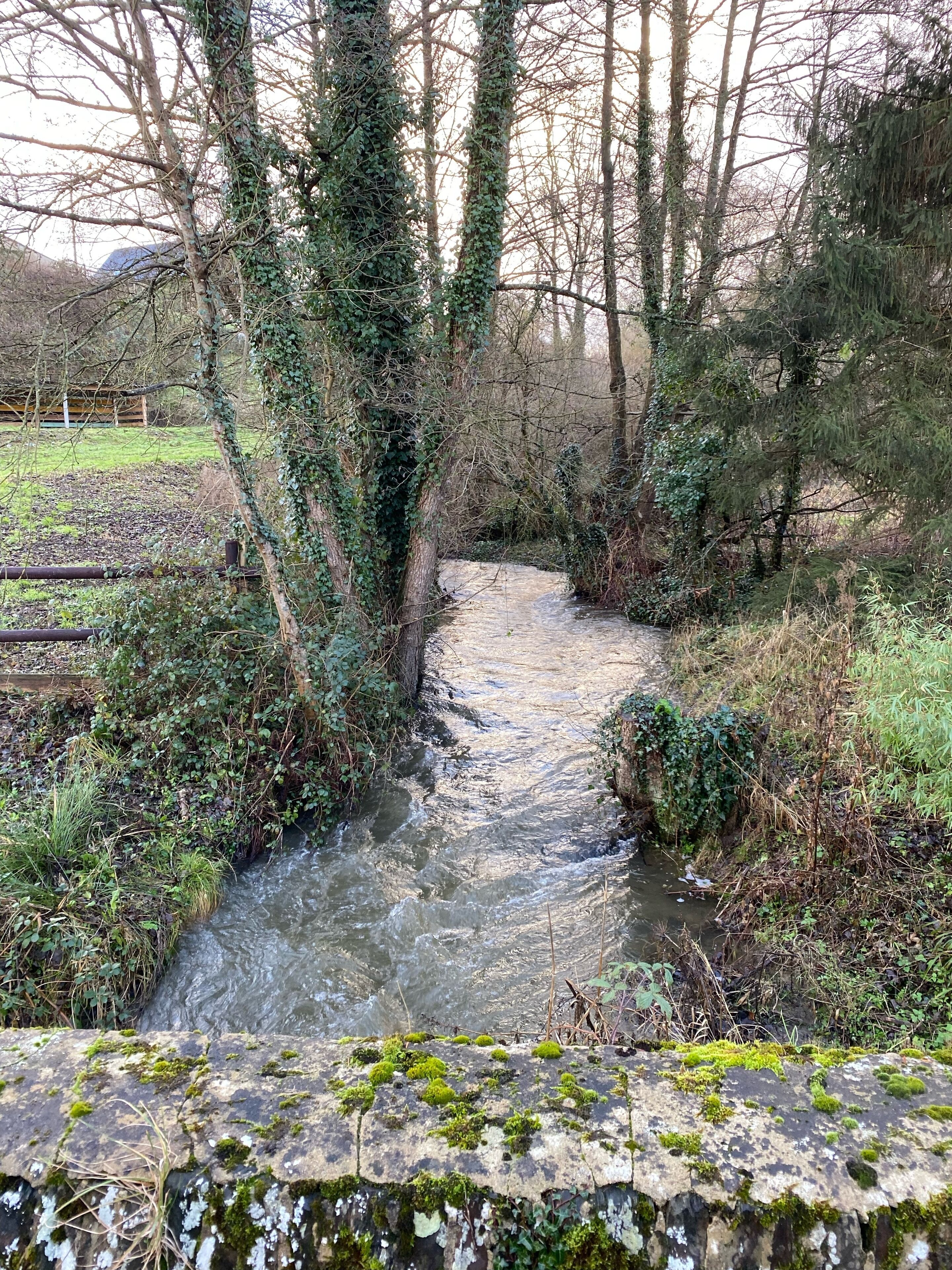 A narrow stream with moss-covered rocks and dense vegetation.