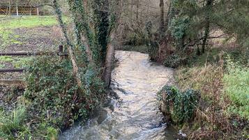 A narrow stream with moss-covered rocks and dense vegetation.