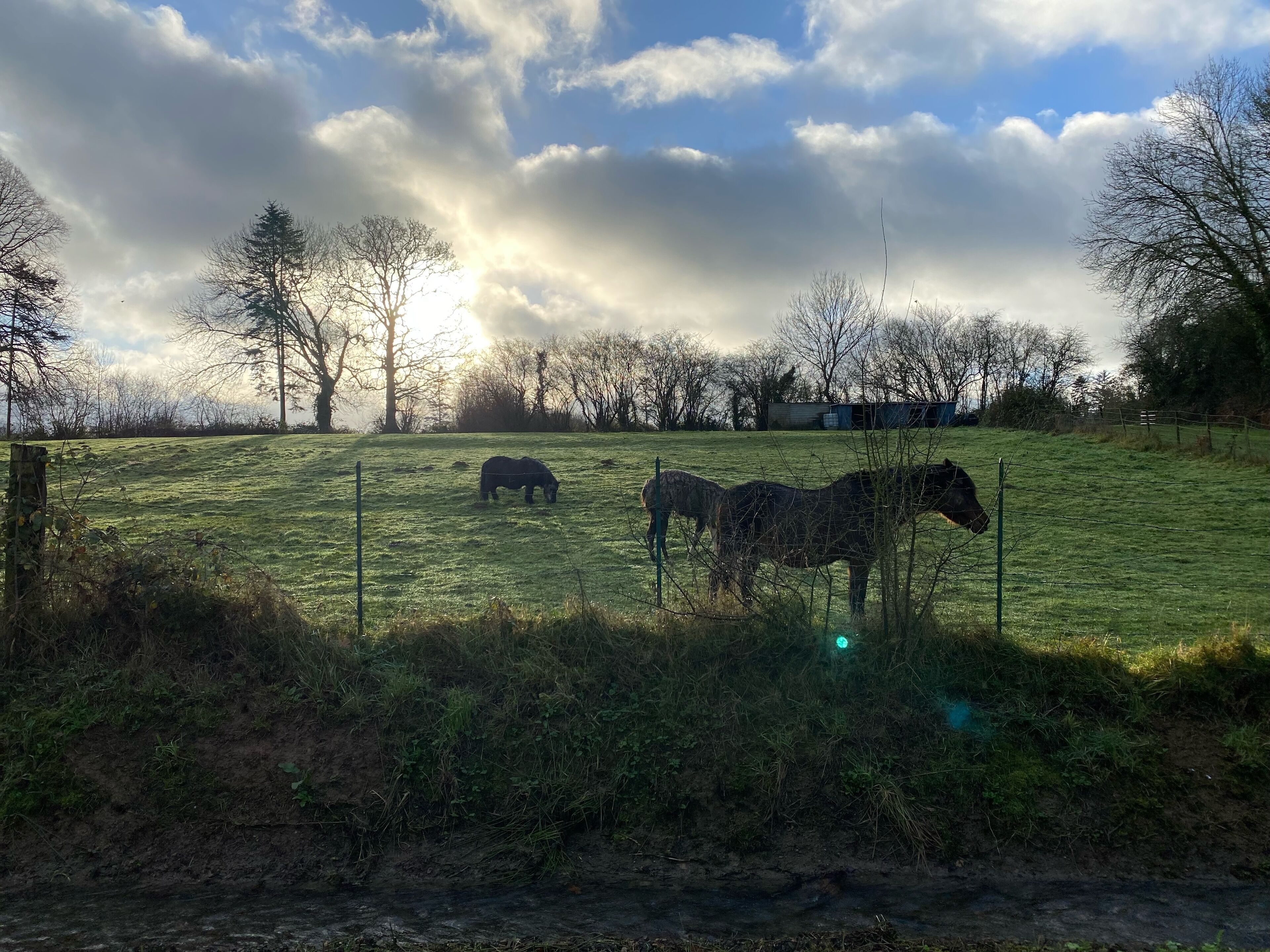 A grassy field with two horses grazing, surrounded by trees and a fence.