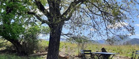 Un grand arbre sous lequel se trouvent une table et des chaises, le tout installé dans une zone herbeuse avec des montagnes en arrière-plan.