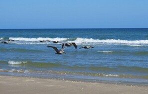 Beach nearby - Barefoot Bungalow - Two Bedroom Apartment, Sleeps 8 (Corpus Christi)