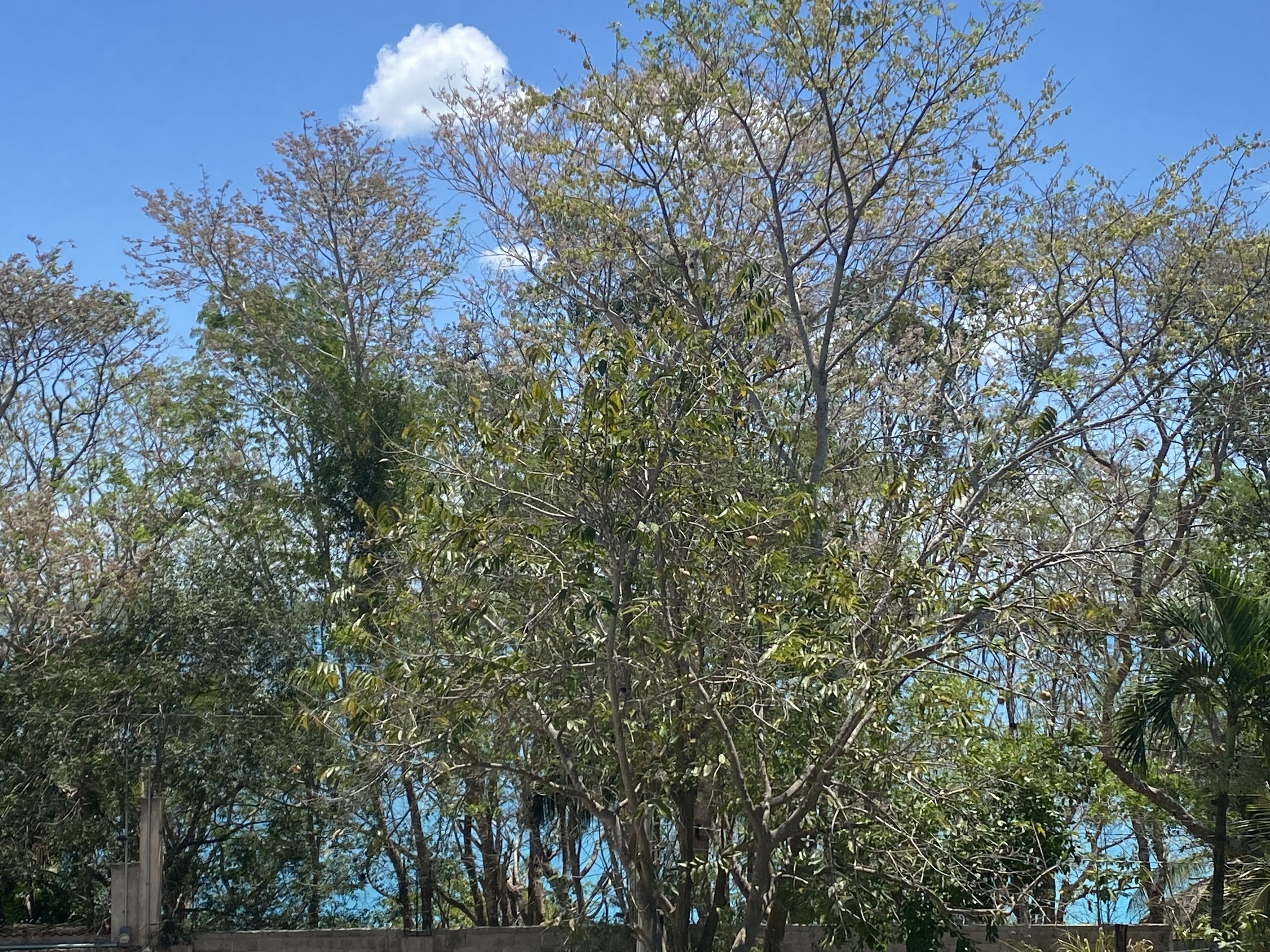 Foto - Maison Bacalar