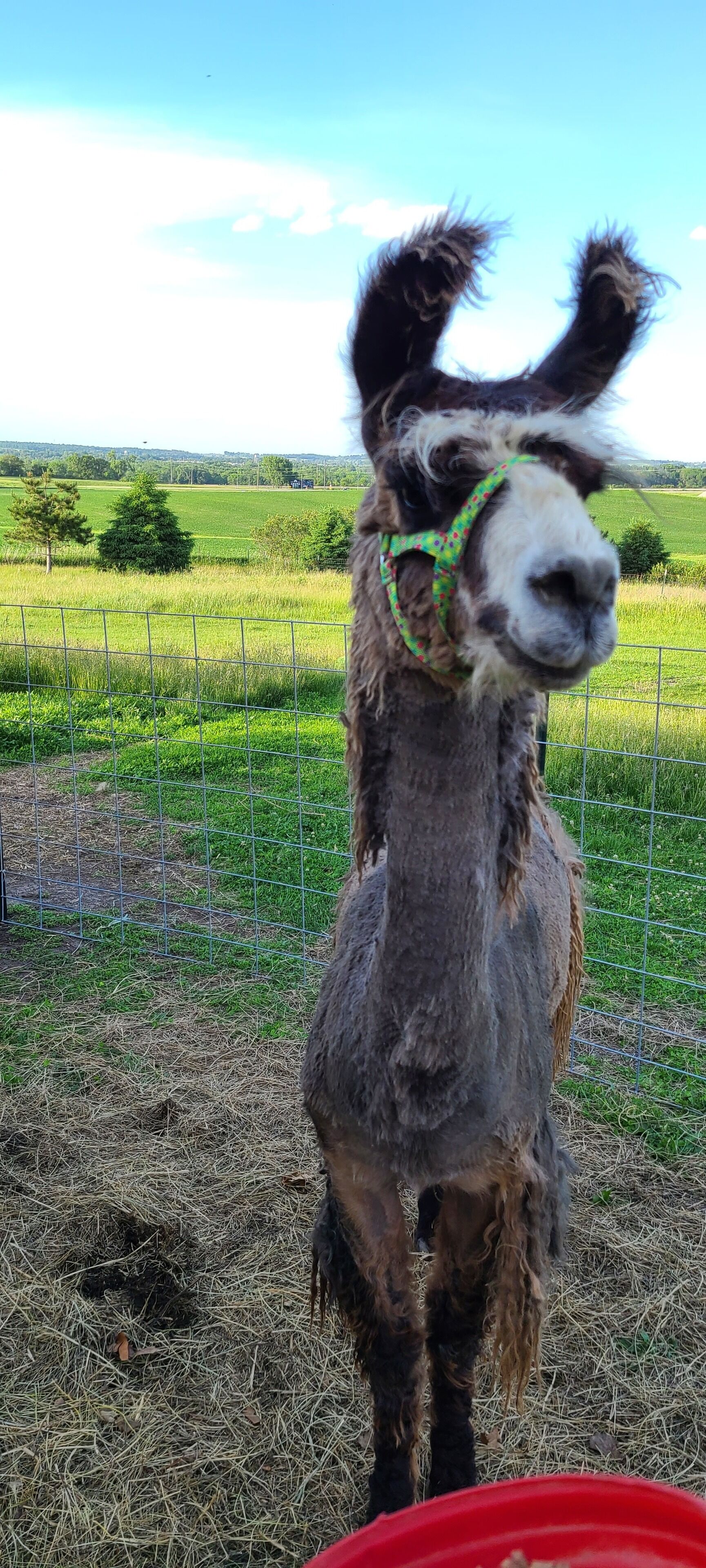 Een lama staat in een omheind gebied, met een groen veld en bomen op de achtergrond.
