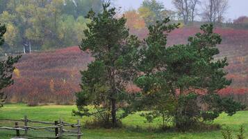 Área da propriedade