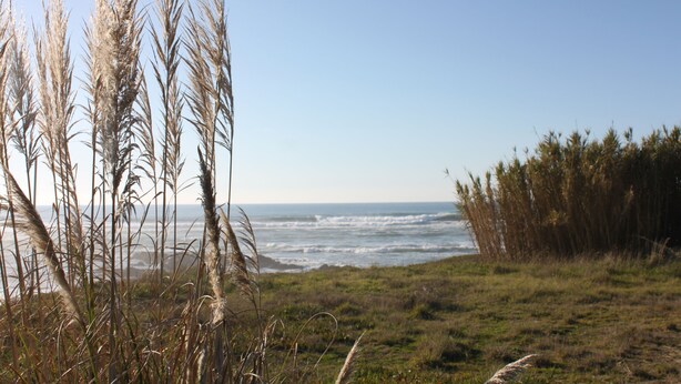 A coastal landscape with tall grasses and a view of the ocean. - Smiling Places (Vila do Conde)