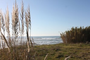 A coastal landscape with tall grasses and a view of the ocean. - Smiling Places (Vila do Conde)