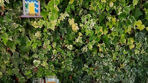 A table set outdoors with breakfast items including croissants, bread, and fruit, surrounded by a lush green ivy wall. - Smiling Places (Vila do Conde)