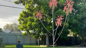 A swimming pool with a potted plant in the foreground. - Relaxing 3 bedroom pool home (Miami)