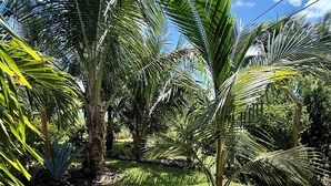 Un jardin avec des palmiers et un chemin bordé de briques.