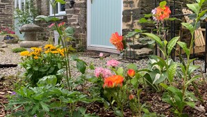 A stone building with a light blue door, surrounded by a garden with various flowers and plants. - 1 bed-cottage-Parking-Patio-close to coasts (Launceston)