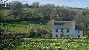 A white building with a gabled roof, surrounded by a field of daffodils, and a rural landscape in the background. - 1 bed-cottage-Parking-Patio-close to coasts (Launceston)