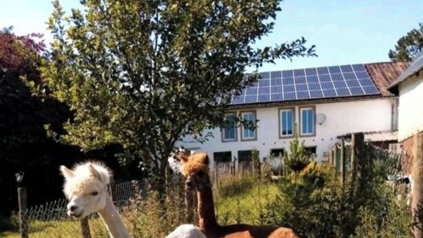 A fenced area with three alpacas standing on grass, a tree, and a building with solar panels in the background.