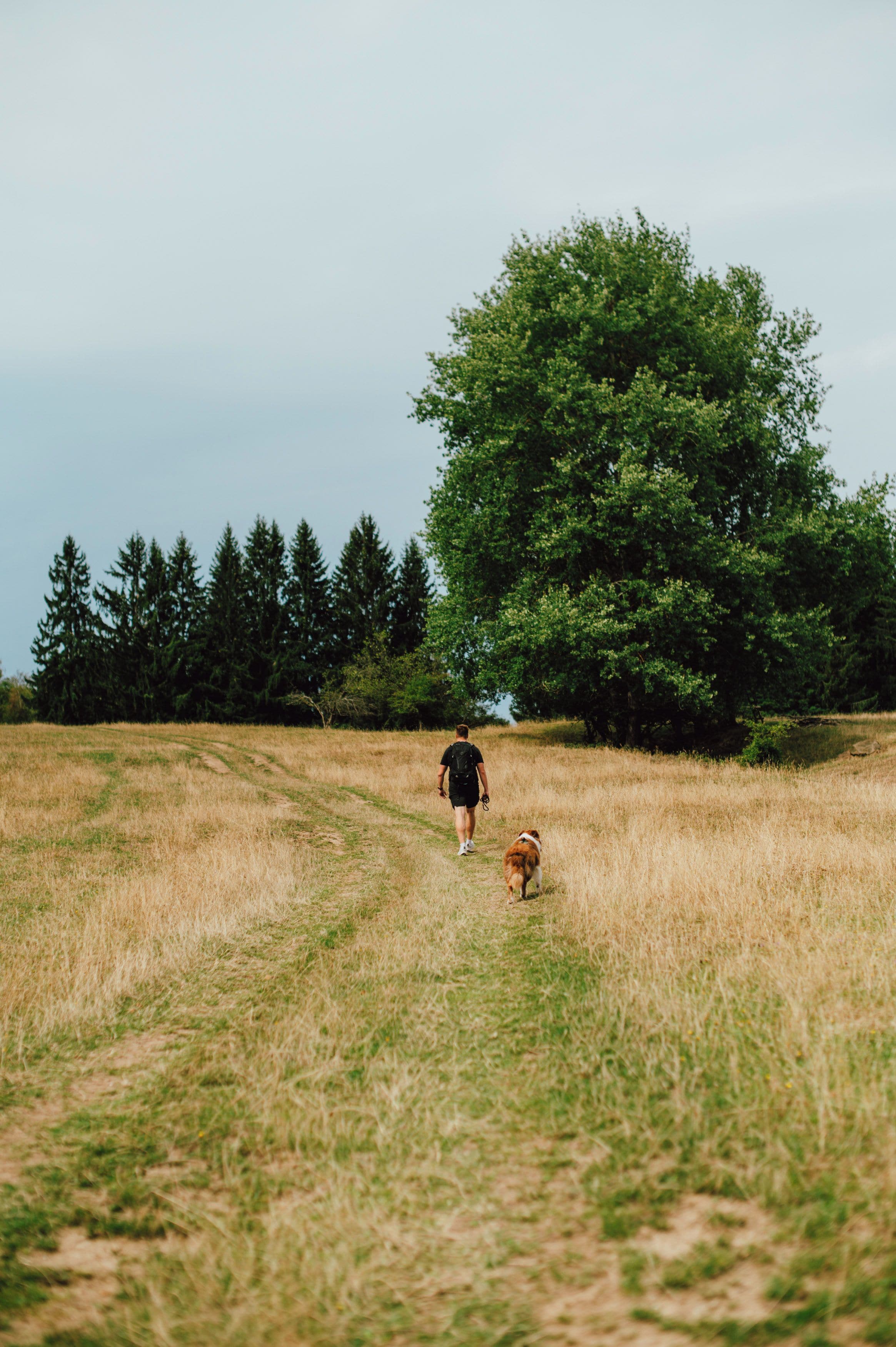Une personne promène un chien dans un champ herbeux, avec des arbres en arrière-plan.