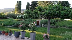 A garden with potted plants, a pathway, and a building in the background.