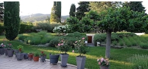 Um jardim com plantas em vasos, um caminho e um edifício ao fundo.