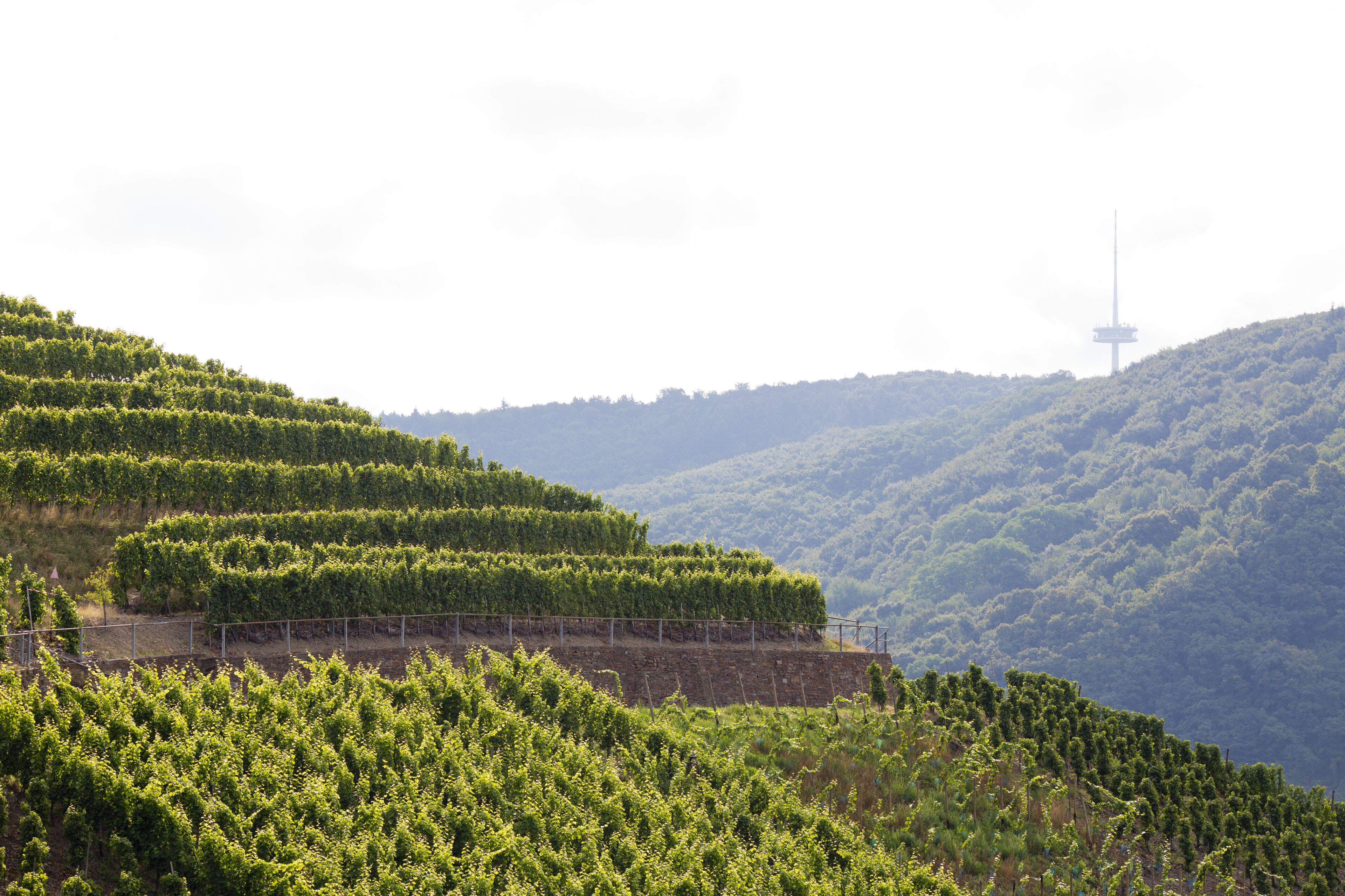 A vineyard with terraced rows of grapevines on a hillside.