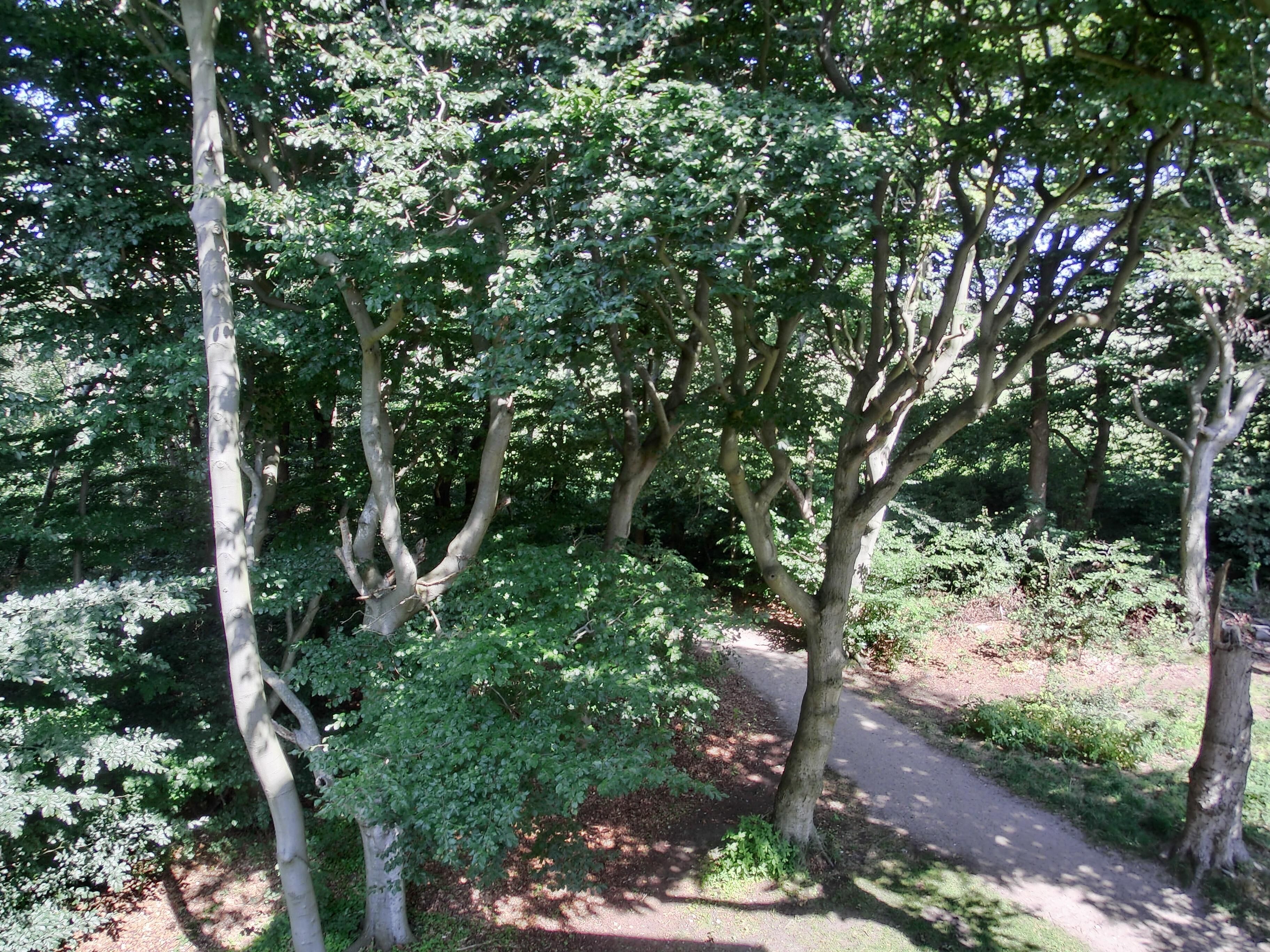 A forested area with a dirt path.