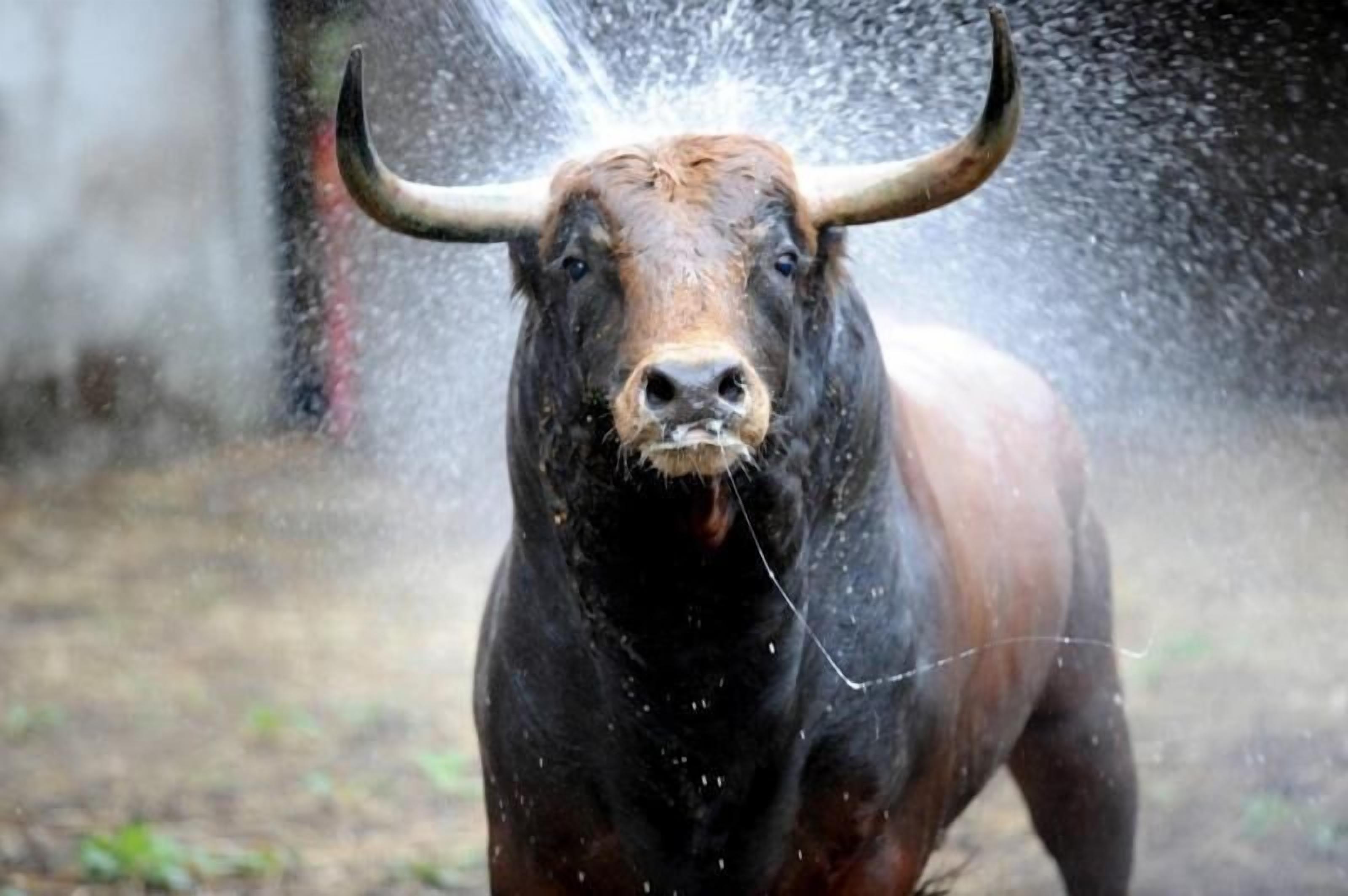Un toro de grandes cuernos y una cuerda al cuello, en un entorno natural.