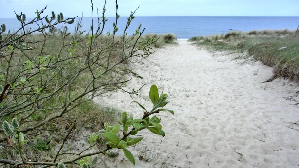 Camí de sorra amb vegetació escassa i vista a l'oceà.