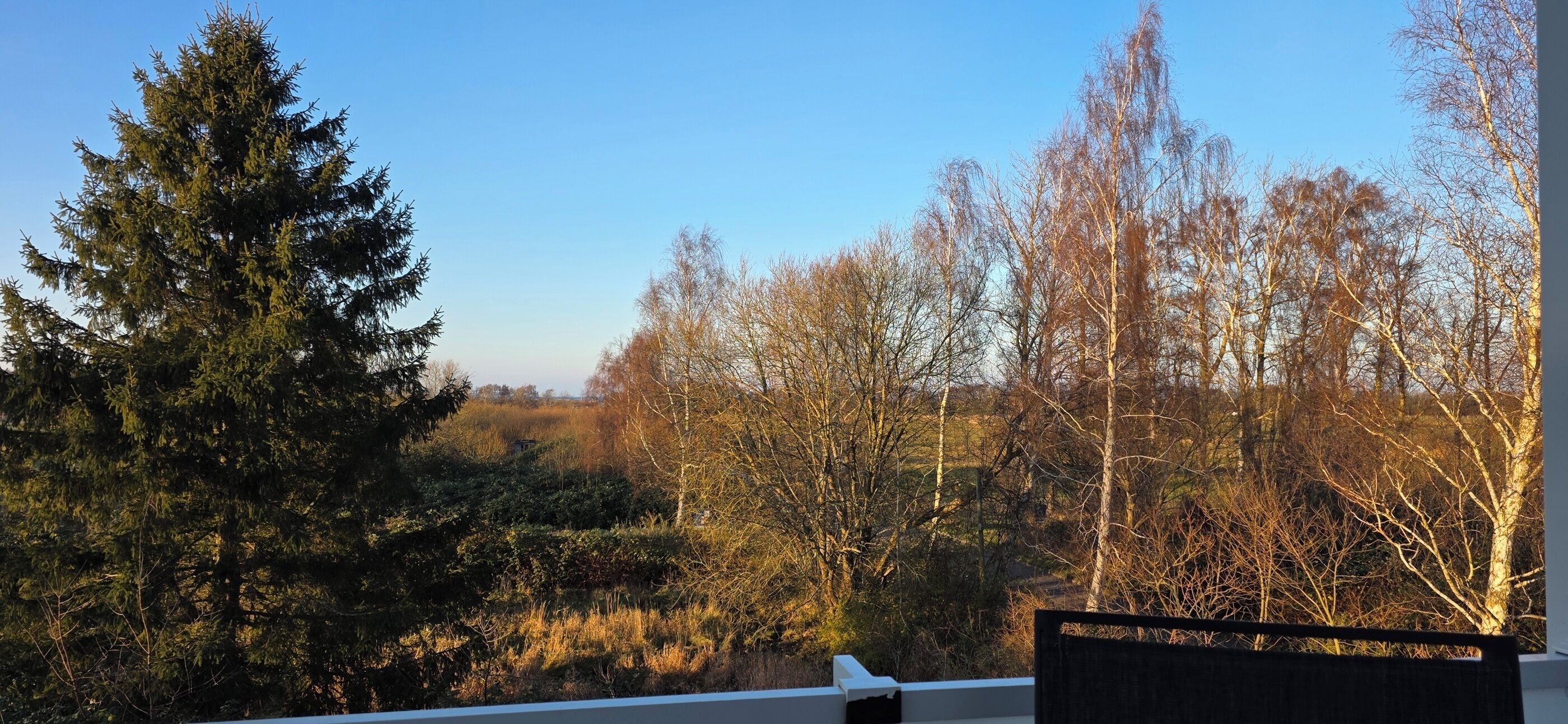 A view from a balcony overlooking a forested area with a mix of evergreen and deciduous trees.
