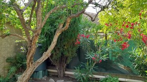 A garden with various plants and trees, including a large tree with a thick trunk and a smaller tree with red flowers. - La Vigneronne de Mamie (Puimisson)