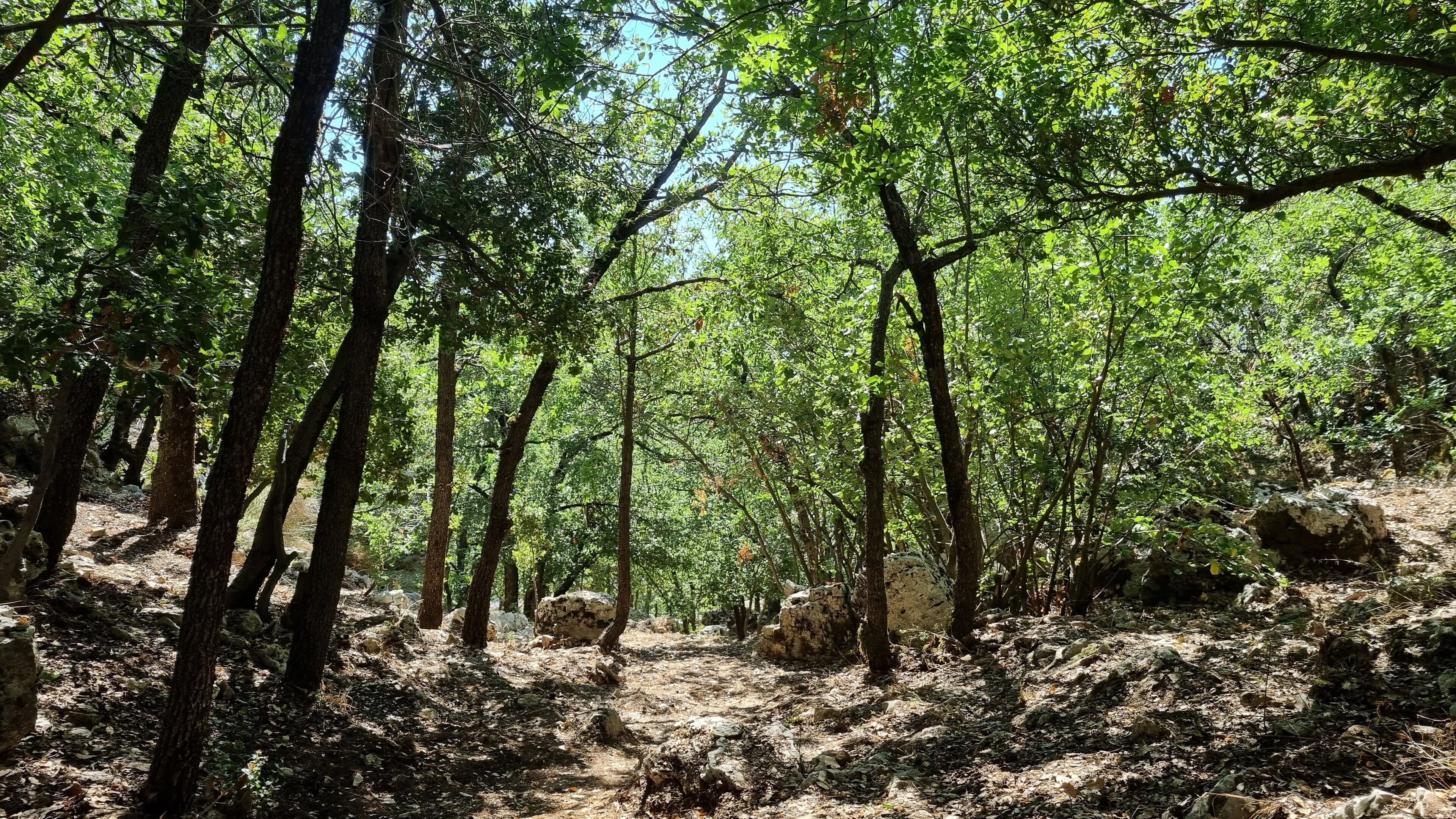 A forested area with dense trees and rocky terrain.