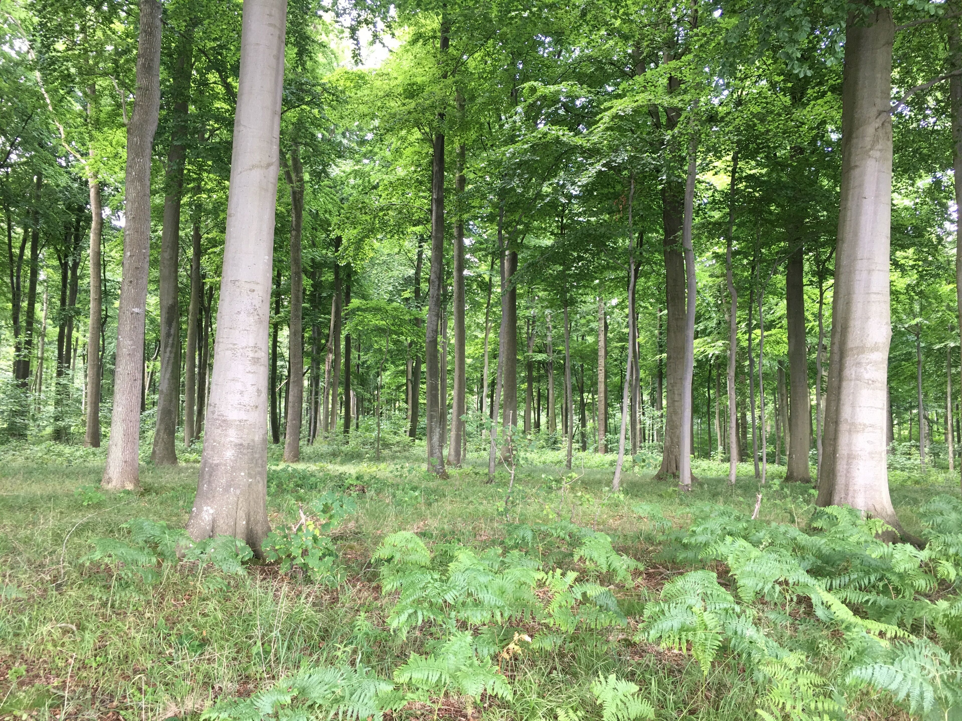 Une forêt dense, avec de grands arbres et des fougères.