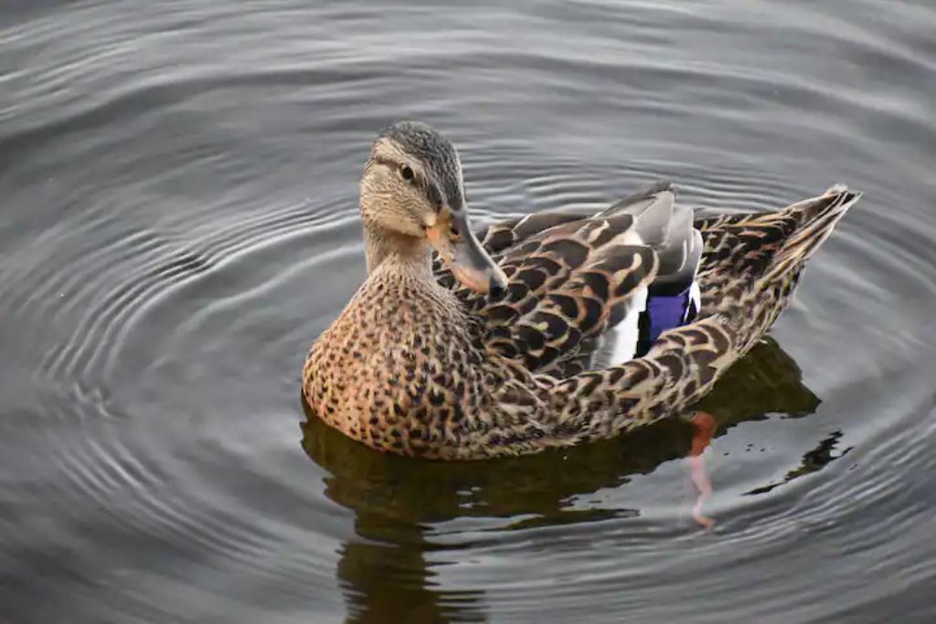 Un canard nage dans une eau calme.